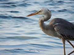 Ardea herodias occidentalis × wardi