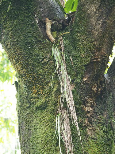 Haplopteris elongata, 2024-01-07