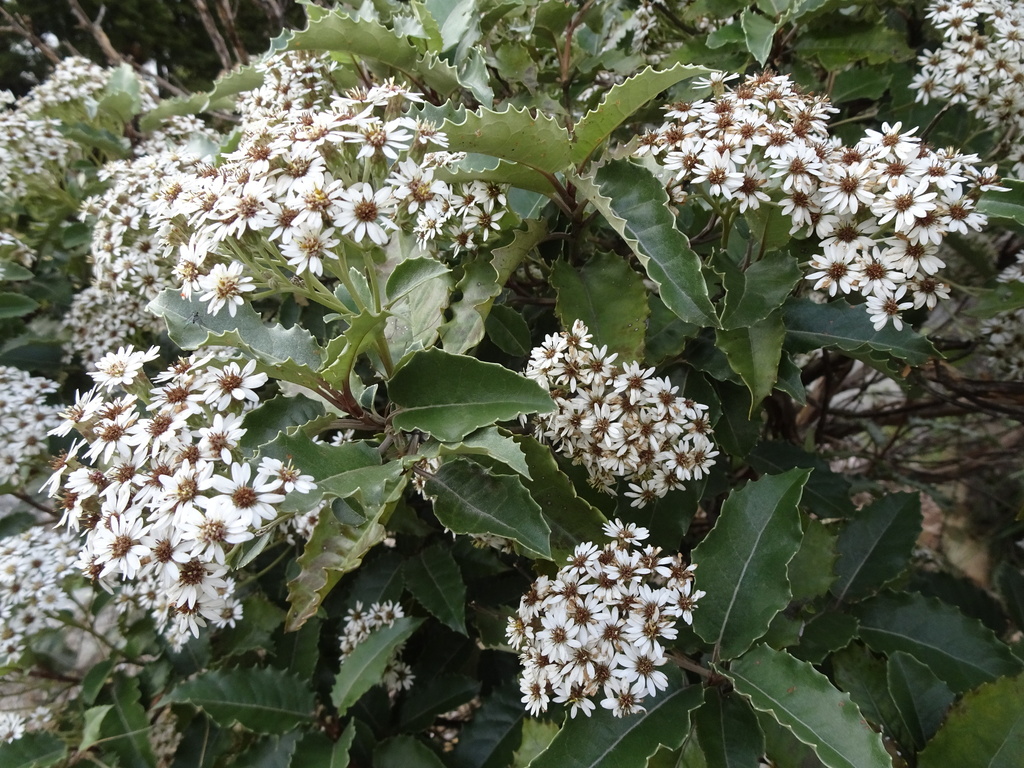 New Zealand holly