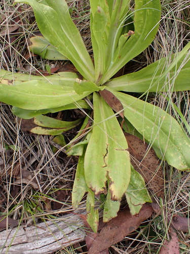 Image of Podolepis robusta by (c) Nina Kerr, some rights reserved (CC BY)
