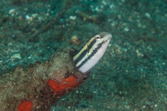 Petroscirtes breviceps