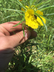 Oenothera berlandieri pinifolia