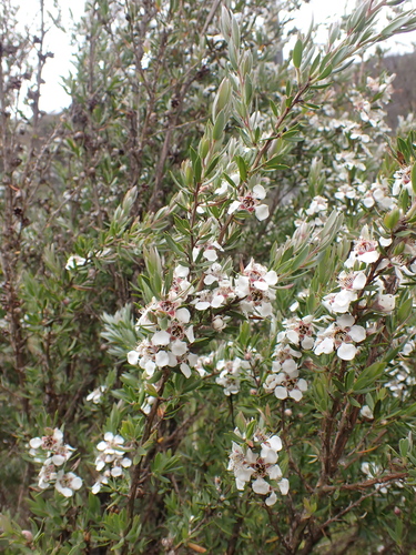 Image of Leptospermum grandifolium by (c) Nina Kerr, some rights reserved (CC BY)