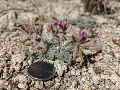 Astragalus leucolobus