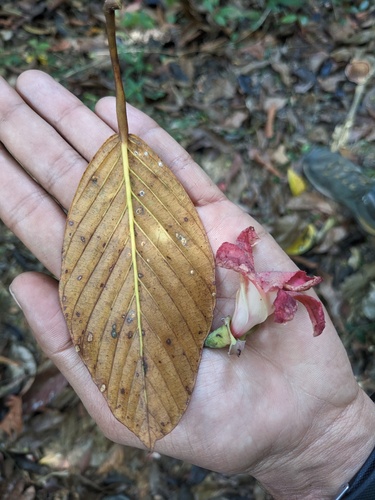 Dipterocarpus gracilis observed 2023-02-07