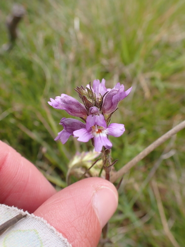 Image of Euphrasia caudata by (c) Nina Kerr, some rights reserved (CC BY)