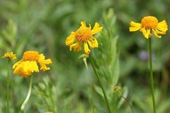 Helenium bigelovii