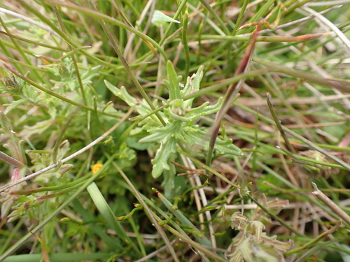 Image of Euphrasia caudata by (c) Nina Kerr, some rights reserved (CC BY)