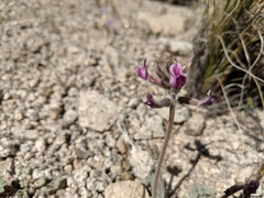 Astragalus leucolobus