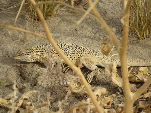 Colorado Desert Fringe-toed Lizard, Uma notata