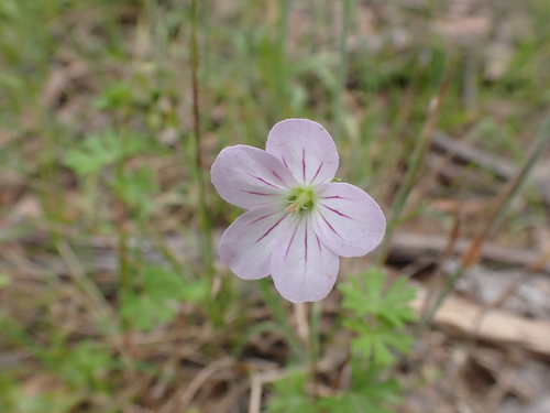 Image of Geranium neglectum by (c) Nina Kerr, some rights reserved (CC BY)