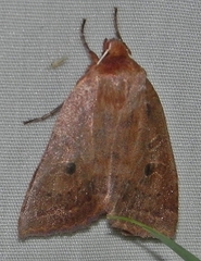 Epiglaea decliva
