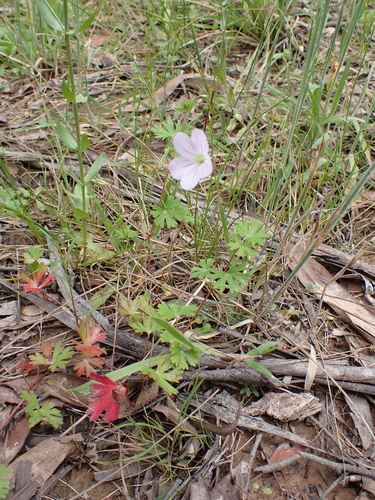 Image of Geranium neglectum by (c) Nina Kerr, some rights reserved (CC BY)