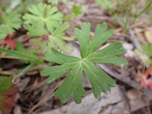 Image of Geranium neglectum by (c) Nina Kerr, some rights reserved (CC BY)
