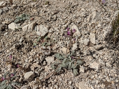 Astragalus leucolobus