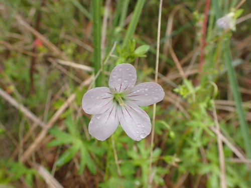 Image of Geranium neglectum by (c) Nina Kerr, some rights reserved (CC BY)