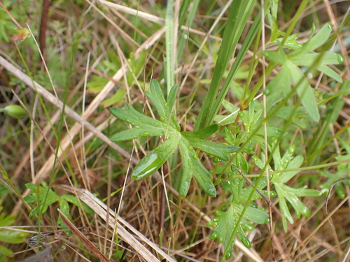Image of Geranium neglectum by (c) Nina Kerr, some rights reserved (CC BY)