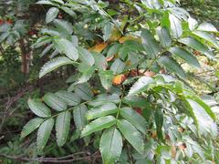 Sorbus sambucifolia