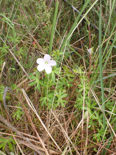 Image of Geranium neglectum by (c) Nina Kerr, some rights reserved (CC BY)