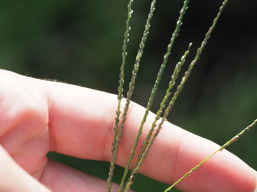 Digitaria violascens observed 2024-01-07