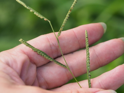 Paspalum scrobiculatum observed 2024-01-07