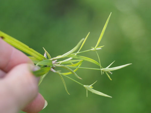 Image of Rhynchospora radicans by (c) Kevin Faccenda, some rights reserved (CC BY)