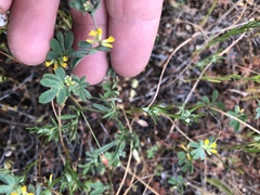 Acmispon micranthus