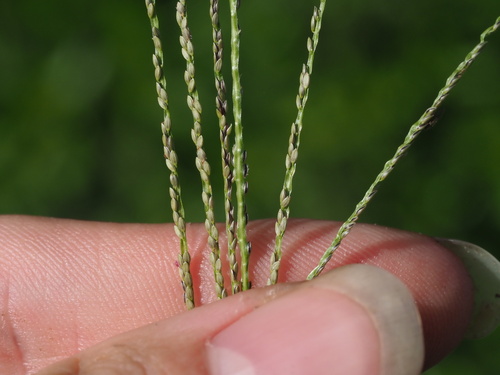 Digitaria violascens observed 2024-01-07