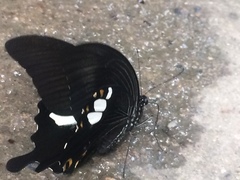 Papilio sataspes
