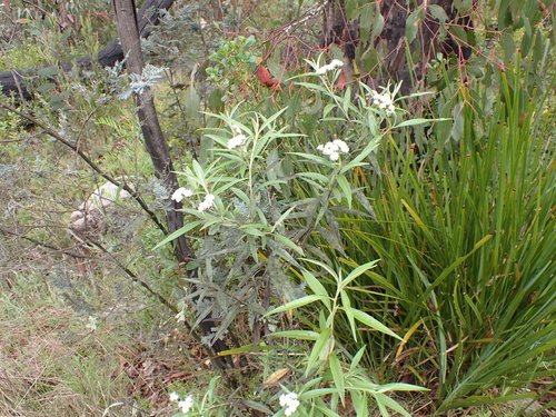 Image of Ozothamnus stirlingii by (c) Nina Kerr, some rights reserved (CC BY)