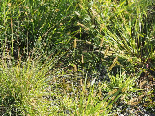 Setaria parviflora observed 2024-01-07