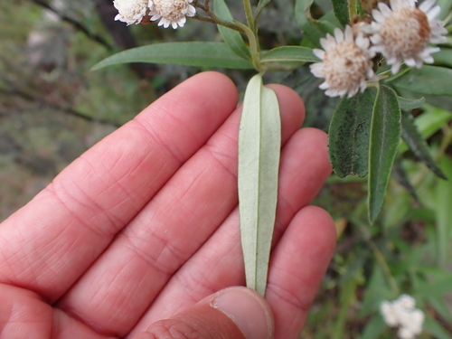 Image of Ozothamnus stirlingii by (c) Nina Kerr, some rights reserved (CC BY)