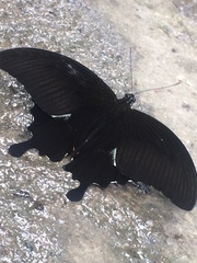 Papilio sataspes
