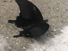 Papilio sataspes