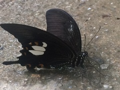 Papilio sataspes