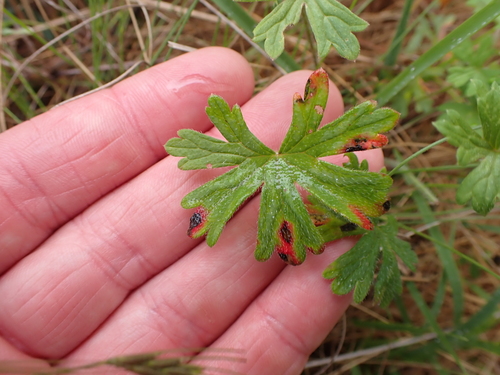 Image of Geranium gardneri by (c) Nina Kerr, some rights reserved (CC BY)