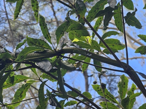 Common Tree Snake sighting
