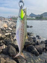 Serra Spanish Mackerel photo 1