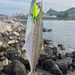 Serra Spanish Mackerel - Photo (c) Caio Henrique G. Cutrim, some rights reserved (CC BY-NC), uploaded by Caio Henrique G. Cutrim