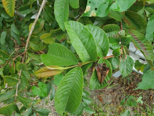 Psidium guajava