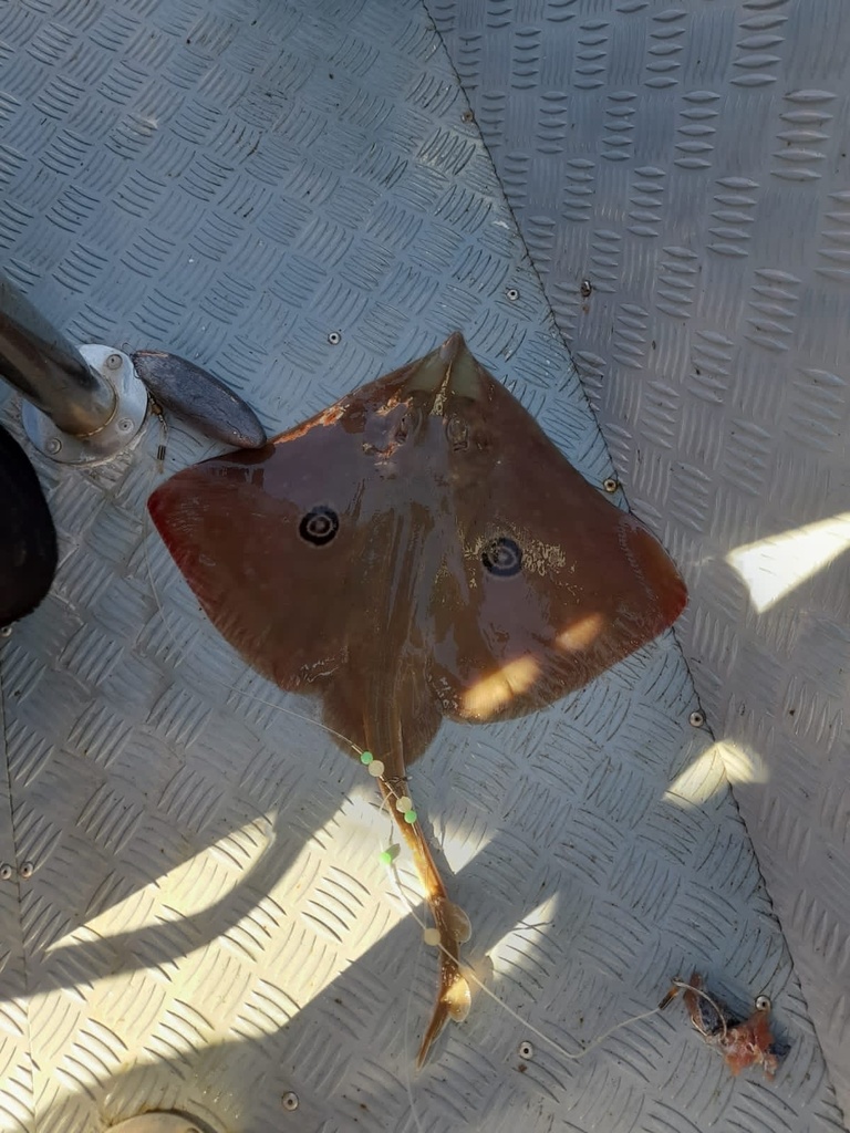 Eyespot skate (Atlantoraja cyclophora) — Arhynchobatidae