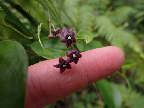 Image of Vincetoxicum barbatum by (c) Nina Kerr, some rights reserved (CC BY)