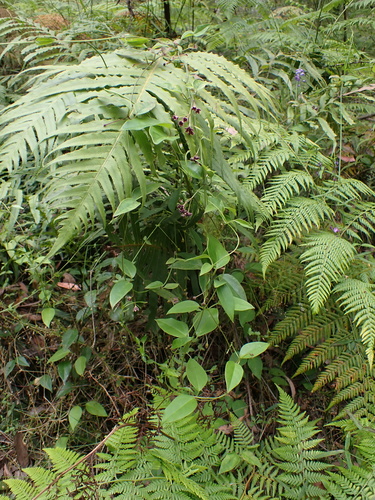 Image of Vincetoxicum barbatum by (c) Nina Kerr, some rights reserved (CC BY)