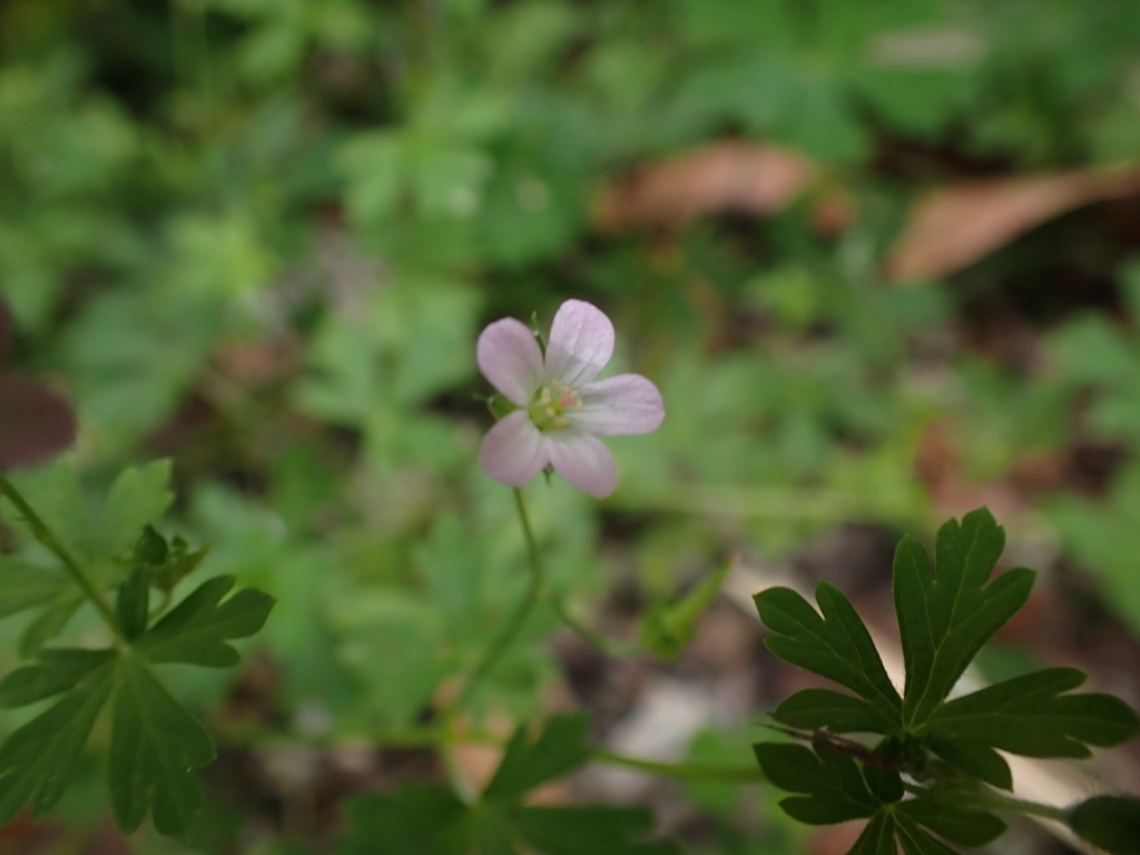Geranium homeanum - Inner West indigenous plant