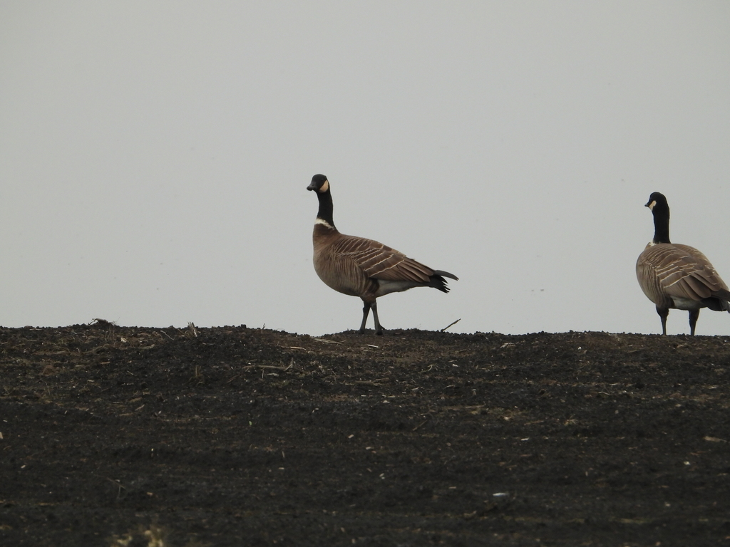 Aleutian Cackling Goose in December 2023 by Howard Friedman. Larger ...