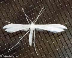 Hellinsia homodactylus