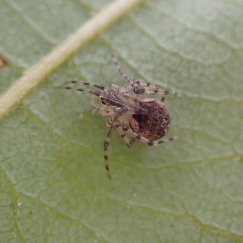 False Pirate Spider photo 5