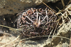 Echinofossulocactus pentacanthus