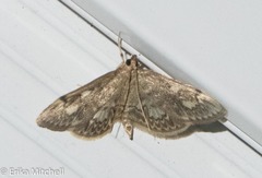 Anania coronata