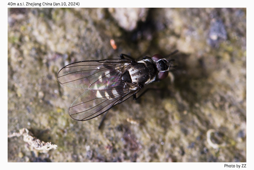 Limnophora prominens